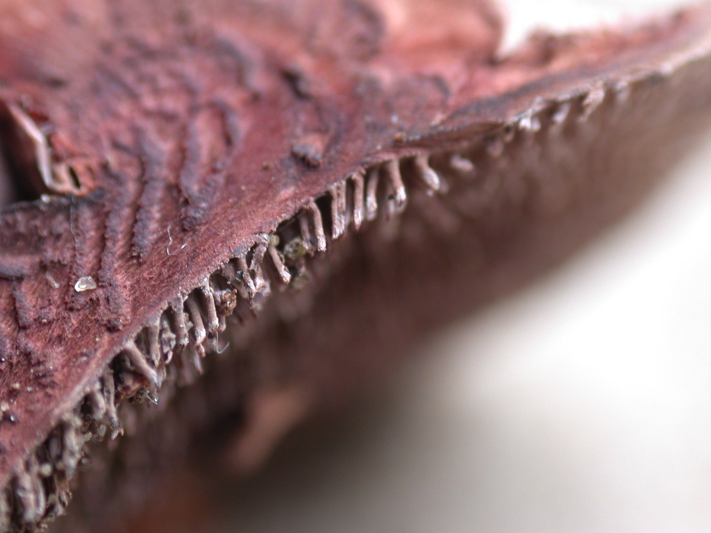 Difficile... chiss� ? QUIZ